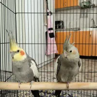 یک جفت عروس هلندی و همراه با وسایل