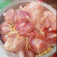 تلفات پاک شده و در دار برای سگ و گربه