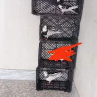 کفتر توقی طوقی