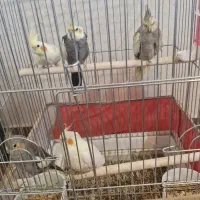 عروس هلندی با جوجه