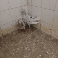 ۴تا کفتر دسته سار سور
