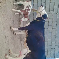 گاوسیمیتال