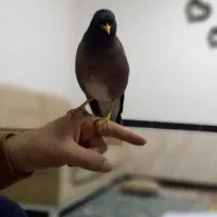 فروش مرغ مینا سخنگو