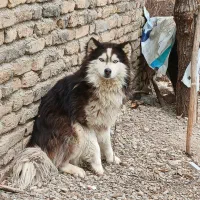 باسلام یک غلاده سگ هاسکی