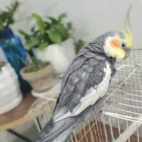 عروس هلندی