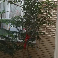 فروش کاج مطبق