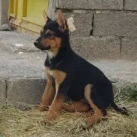 توله سگ ژرمن