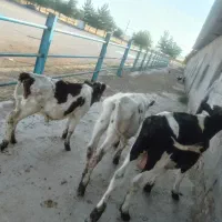 گوساله نر