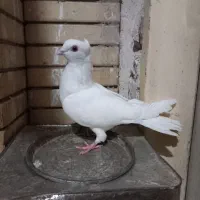 کفتر سفید فری کاکلی ماده سارکاکلی نر و آلمانی جفتی