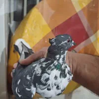 کبوتر پرشی