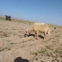 قوچ|حیوانات مزرعه|باوی, |دیوار