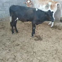 یک راس گوساله نر و یک ماده و یک ماده گاو