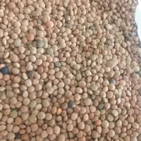 عدس|خوردنی و آشامیدنی|بهارستان, |دیوار