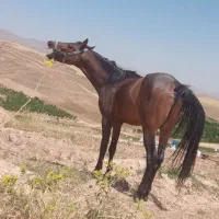 اسب