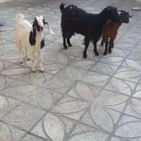 1عددبزبا2عددبی