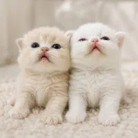 گربه بریتیش لانگ هیر