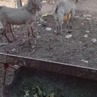 بز بزعاله میش بره