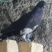تعدادی کبوتر شهری بفروش میرسد