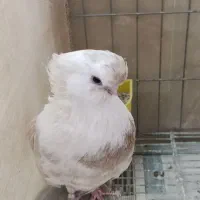 نوک قنار