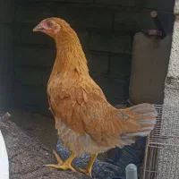 جوجه