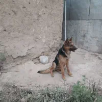 سگ گرگی  ژرمن با 10 تا مرغ محلی معاوضه میکنم