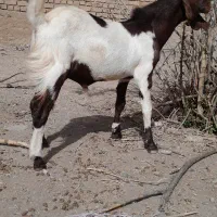 بزغاله پاکستانی‌اصیل‌