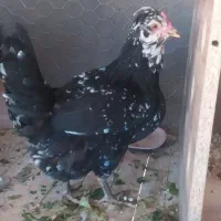 مرغ خروس گلین طوسی مشکی خال سوزنی پنگوئنی