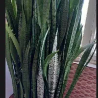 گل سانسوریا سبز