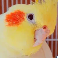 عروس هلندی