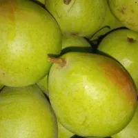گلابی