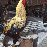 خروس