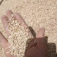 جو ،شانه ،درجه  یک ،یک ،بسیار تمیز