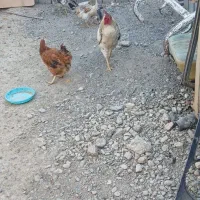 خروس‌کردی‌زیبا