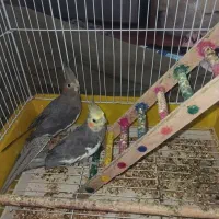 2 عدد عروس هلندی
