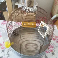 قفس طرقه