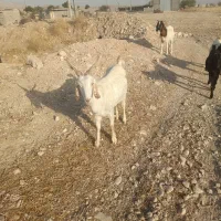 فروش بزداشتی سالم سرحال