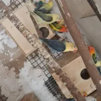 کوتوله برزیلی