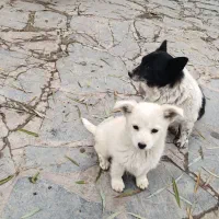 سگ پاکوتاه اصل سرابی