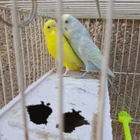 مرغ عشق