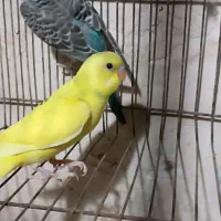 مرغ عشق|پرنده|نسیم‌شهر, |دیوار