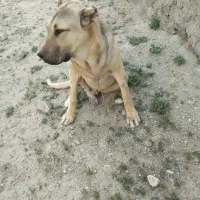 توله سرابی