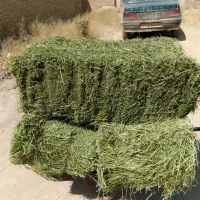پرس یونجه
