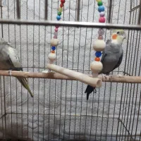 یک جفت عروس هلندی مولد