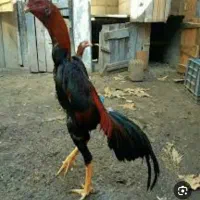 خروس لاری لاری  مرغ خروس لاری