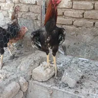 خروس لاری