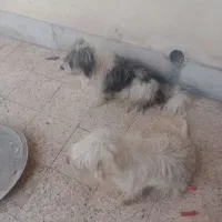 سگگ