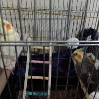 عروس هلندی جفت