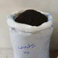انواع چای امساله با عطر و طعم عالی