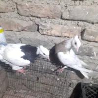 کبوتر طوقی