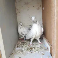 کفتر نر ماده بور بوری پرشی  سبز